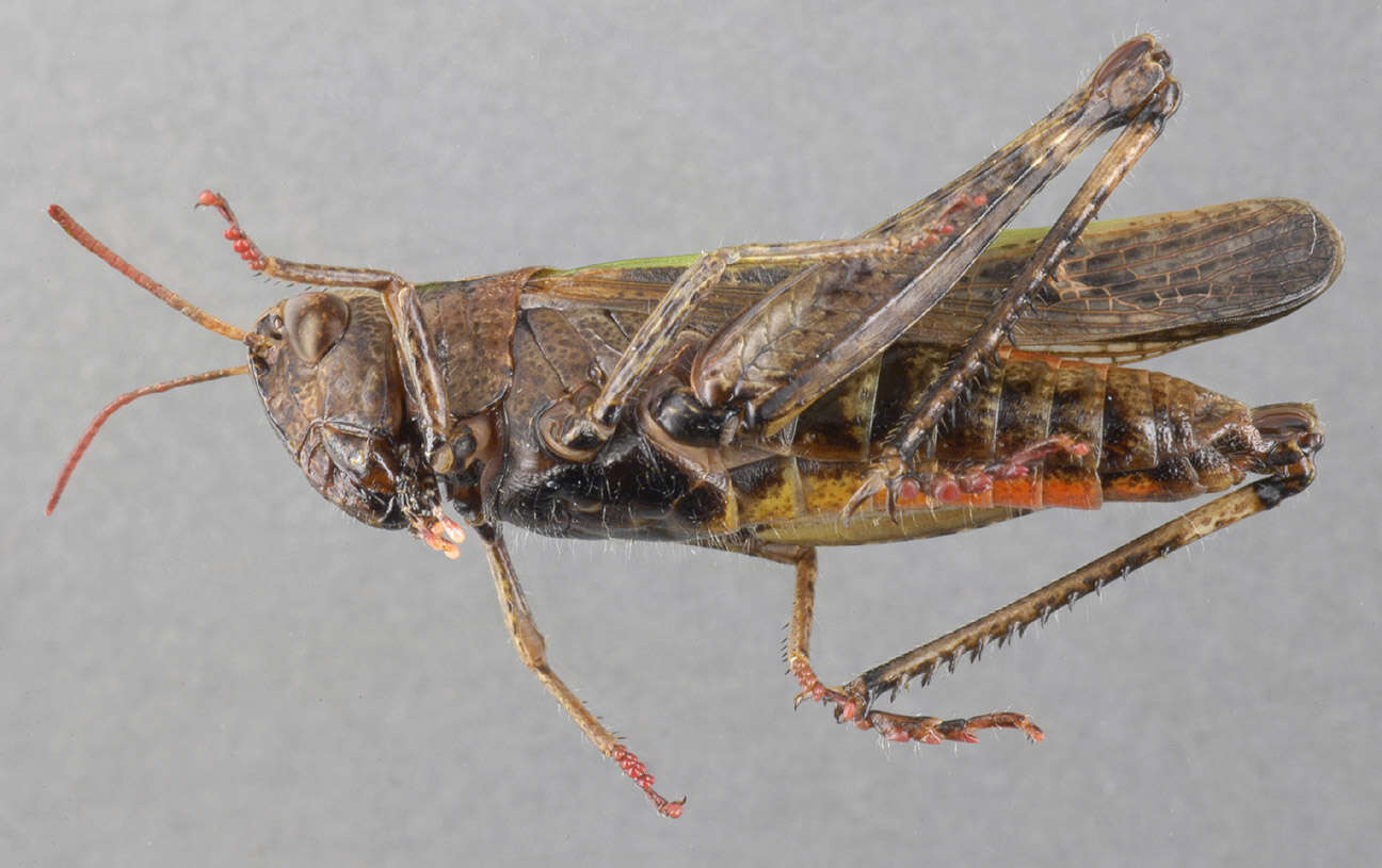 Image of woodland grasshopper