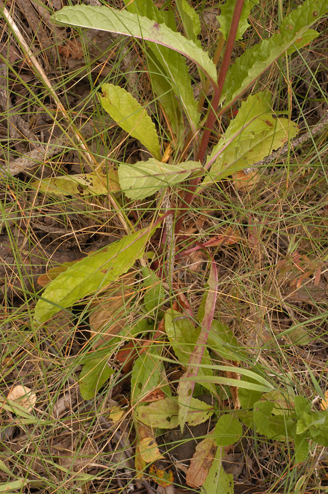 Imagem de Verbascum blattaria L.