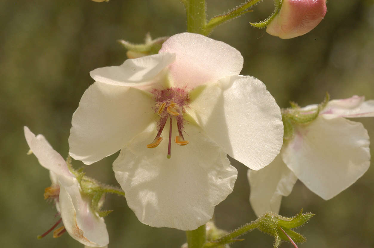 Imagem de Verbascum blattaria L.