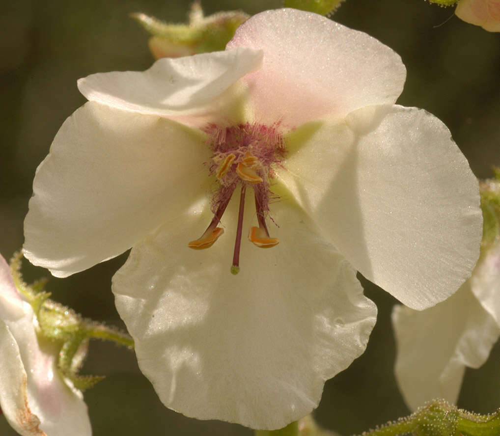 Imagem de Verbascum blattaria L.