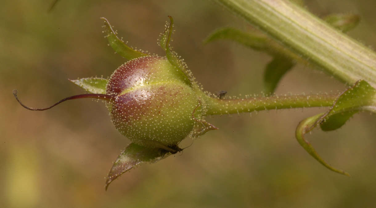 Imagem de Verbascum blattaria L.