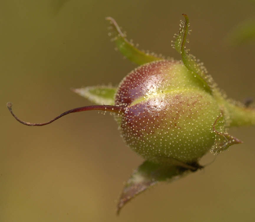 Imagem de Verbascum blattaria L.