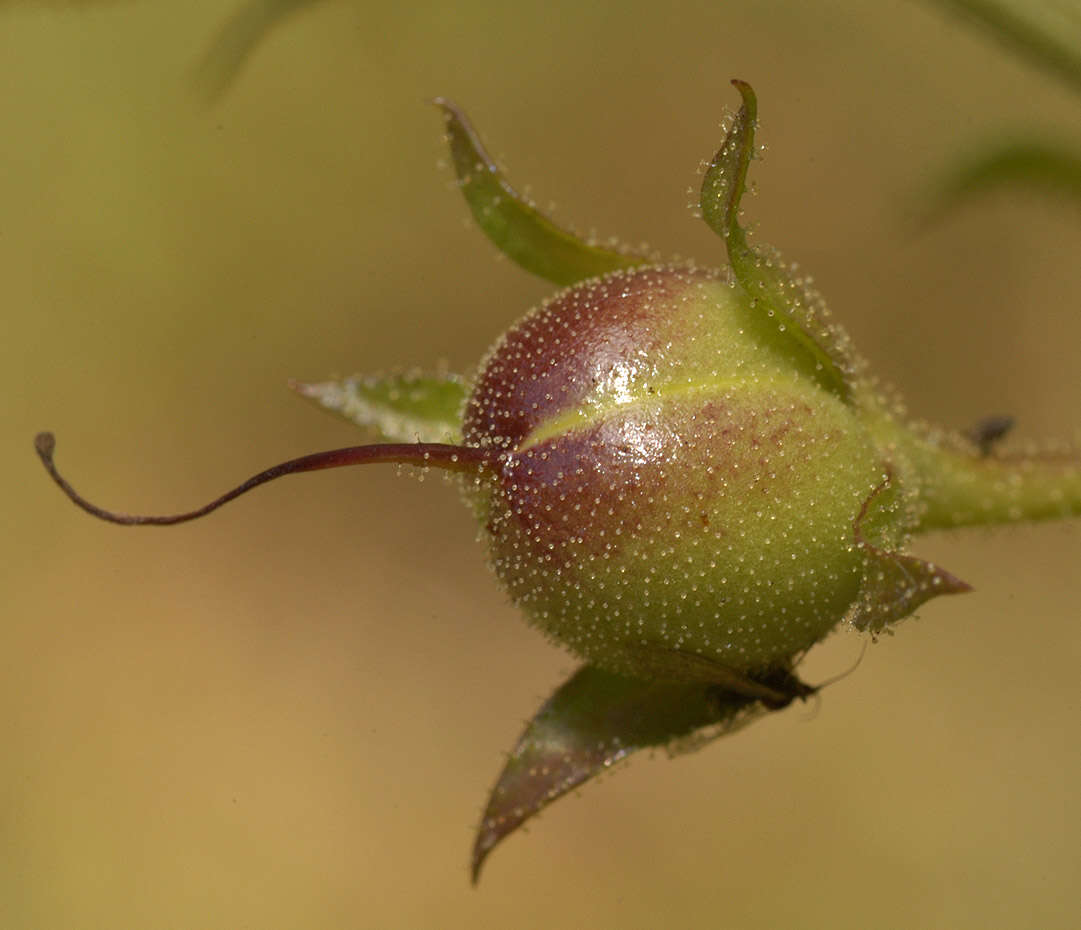 Imagem de Verbascum blattaria L.