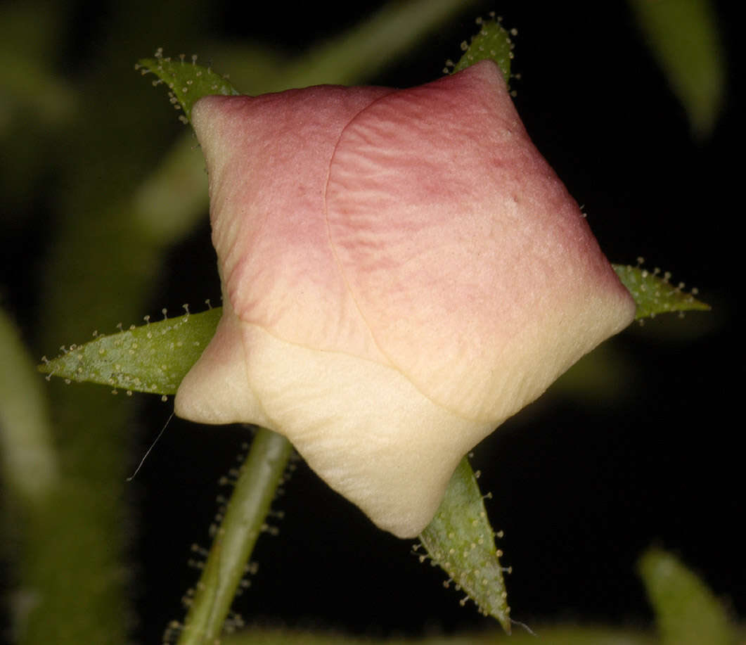 Imagem de Verbascum blattaria L.