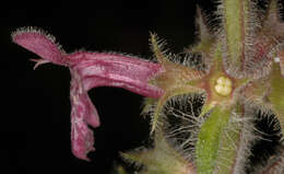 Image of hedge nettle