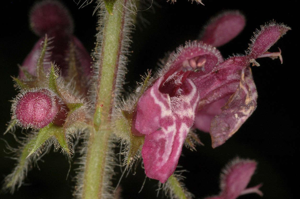 Image of hedge nettle