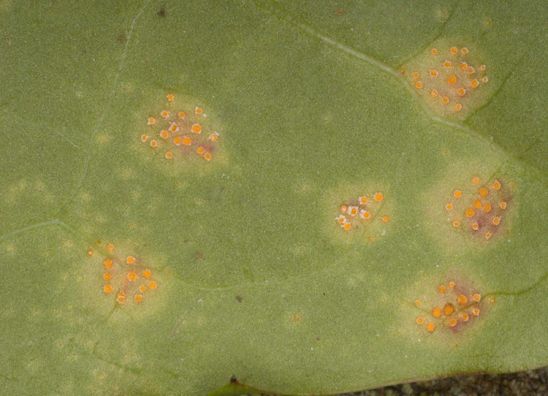 Imagem de Puccinia variabilis Grev. 1824