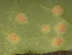 Imagem de Puccinia variabilis Grev. 1824