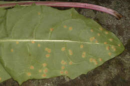 Imagem de Puccinia variabilis Grev. 1824