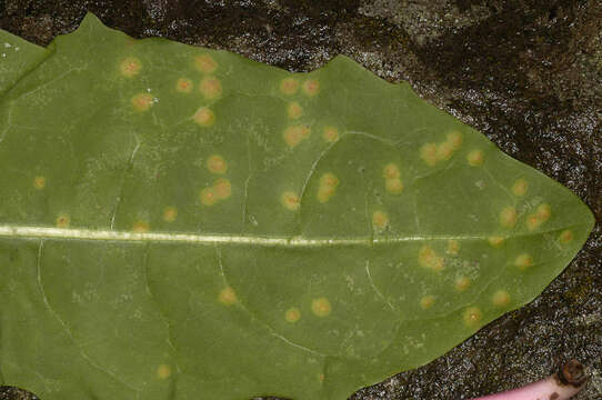 Sivun Puccinia variabilis Grev. 1824 kuva