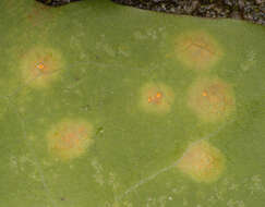 Imagem de Puccinia variabilis Grev. 1824