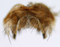 Image of Drosophila obscura Fallen 1823