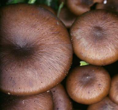 Image of Tephrocybe ambusta (Fr.) Donk 1962