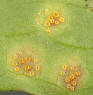 Imagem de Puccinia variabilis Grev. 1824