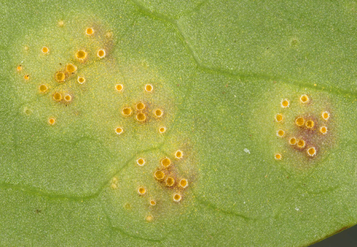 Imagem de Puccinia variabilis Grev. 1824