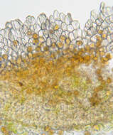 Imagem de Puccinia variabilis Grev. 1824