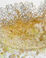 Imagem de Puccinia variabilis Grev. 1824