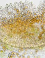 Imagem de Puccinia variabilis Grev. 1824