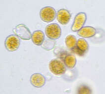 Imagem de Puccinia variabilis Grev. 1824