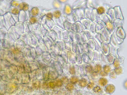 Imagem de Puccinia variabilis Grev. 1824