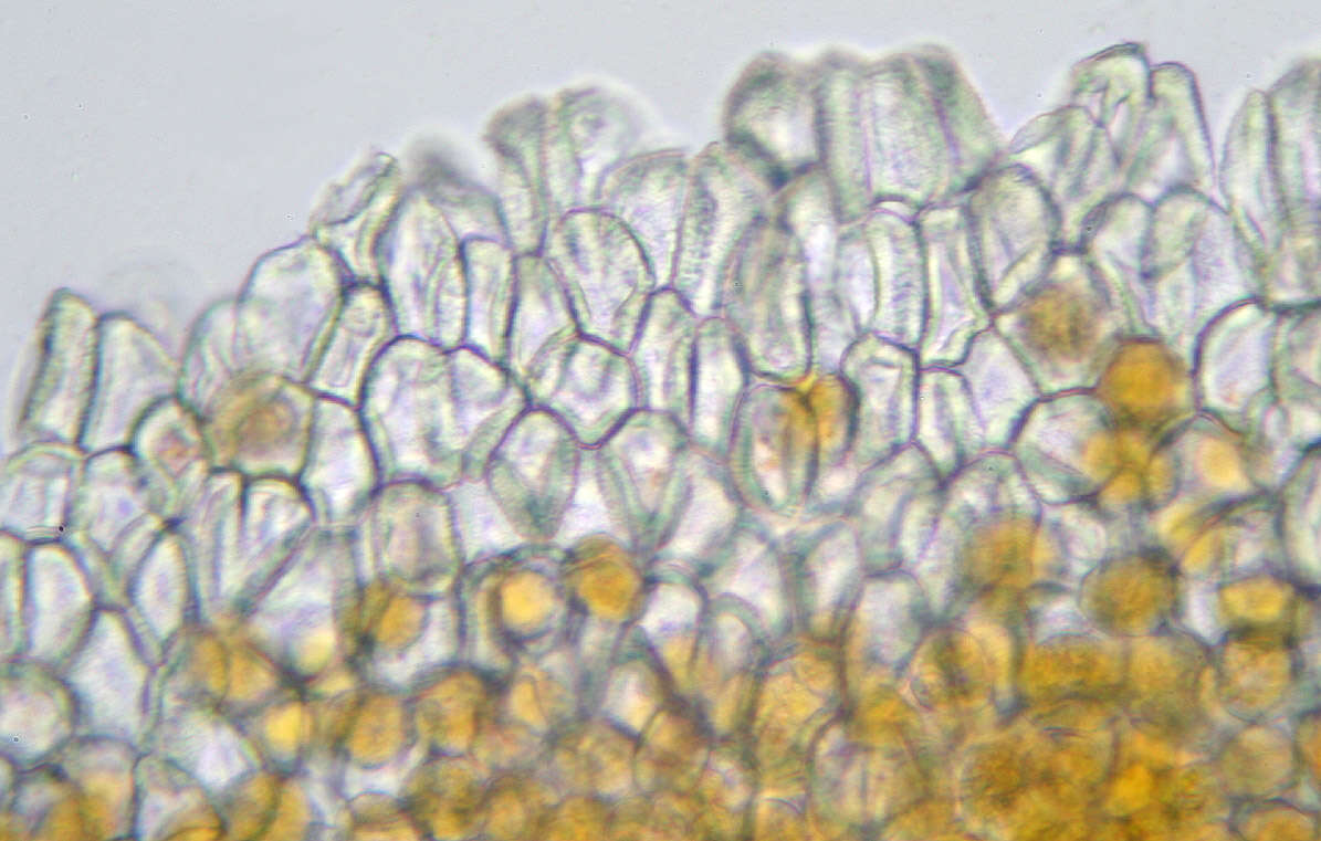 Imagem de Puccinia variabilis Grev. 1824