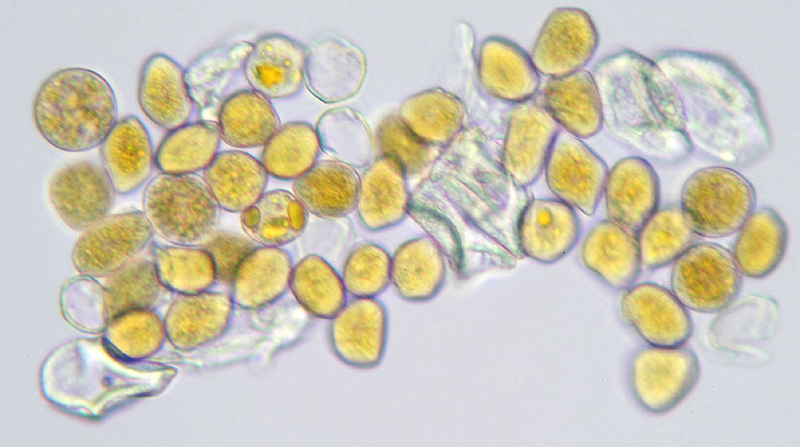 Imagem de Puccinia variabilis Grev. 1824