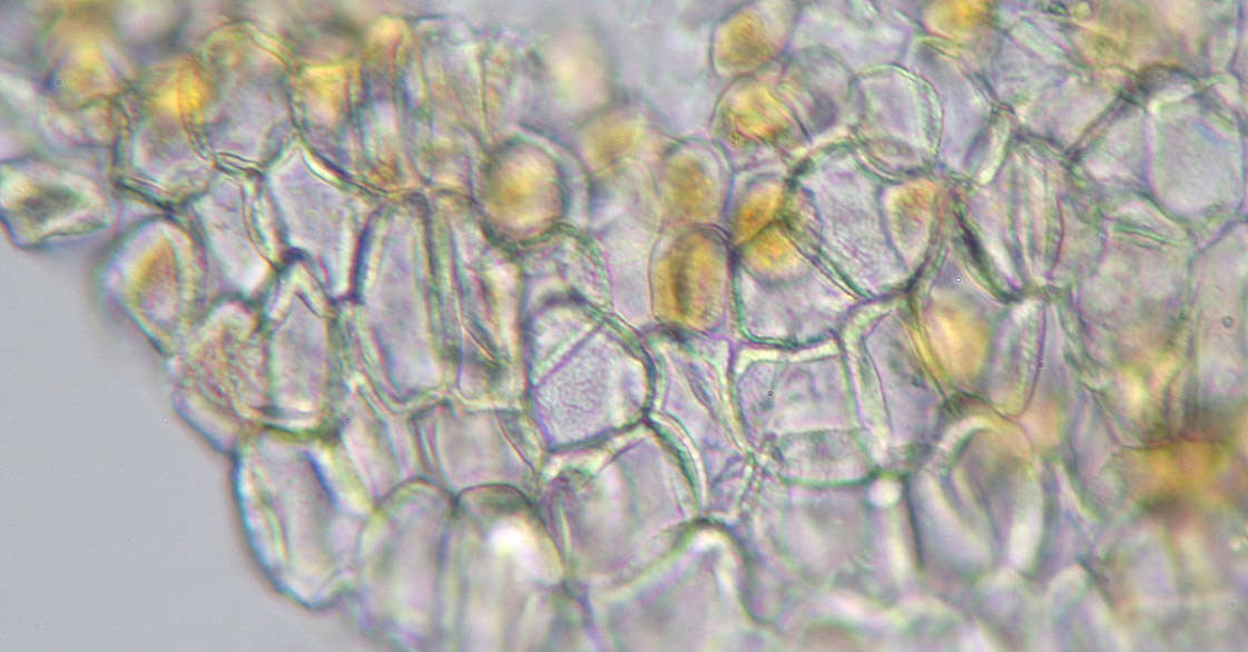 Imagem de Puccinia variabilis Grev. 1824