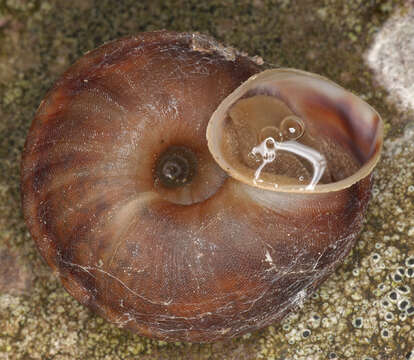 Image of Lapidary Snail