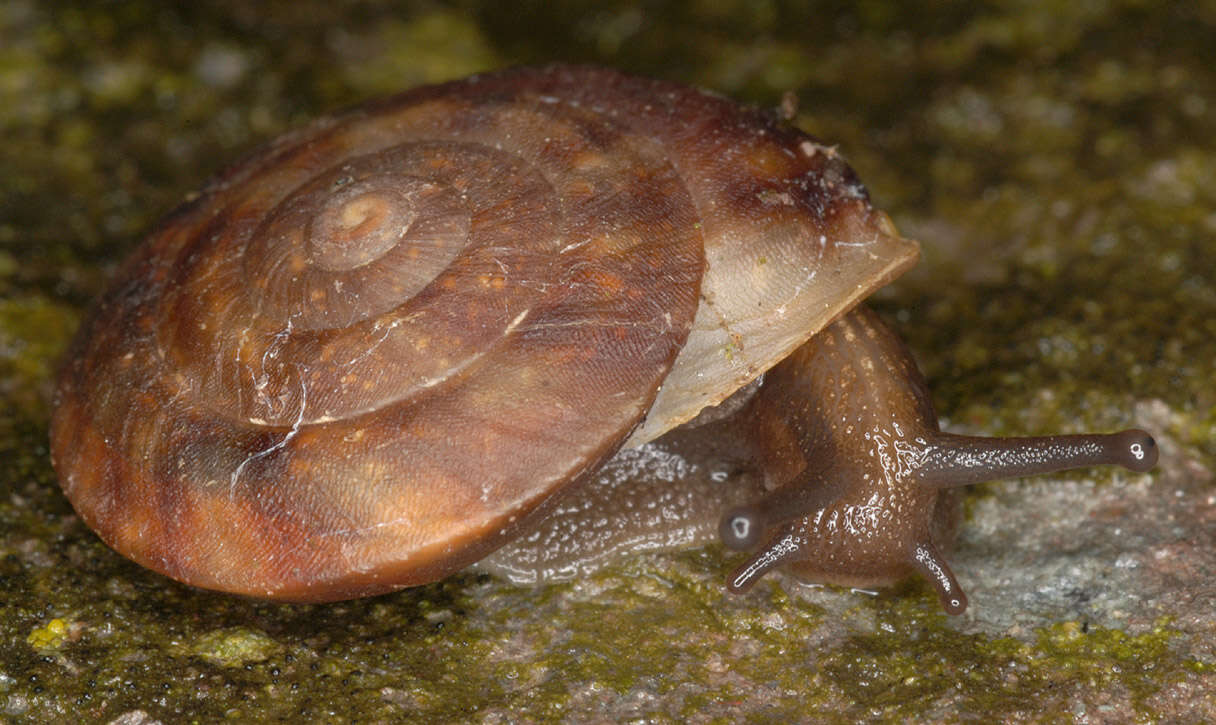 Image of Lapidary Snail