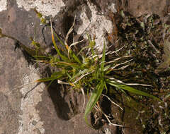 Image of little green sedge