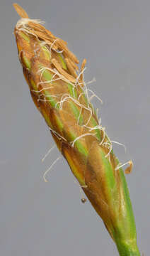 Image of little green sedge