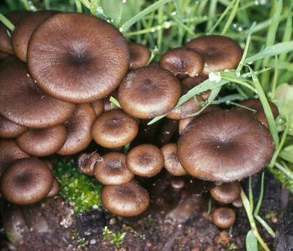 Image of Tephrocybe ambusta (Fr.) Donk 1962