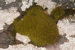 Image of tortured tortella moss