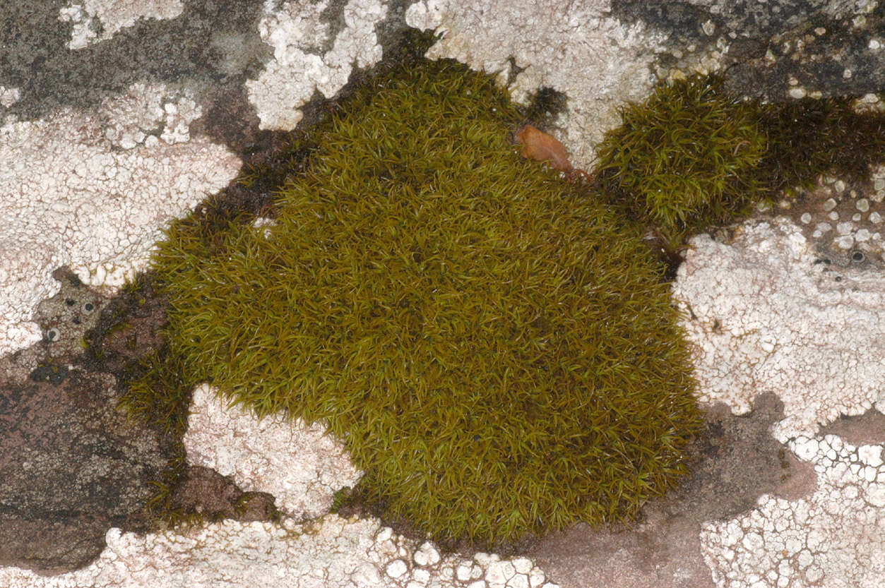 Image of tortured tortella moss