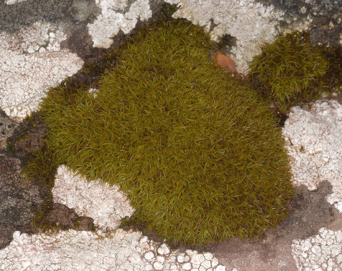 Image of tortured tortella moss