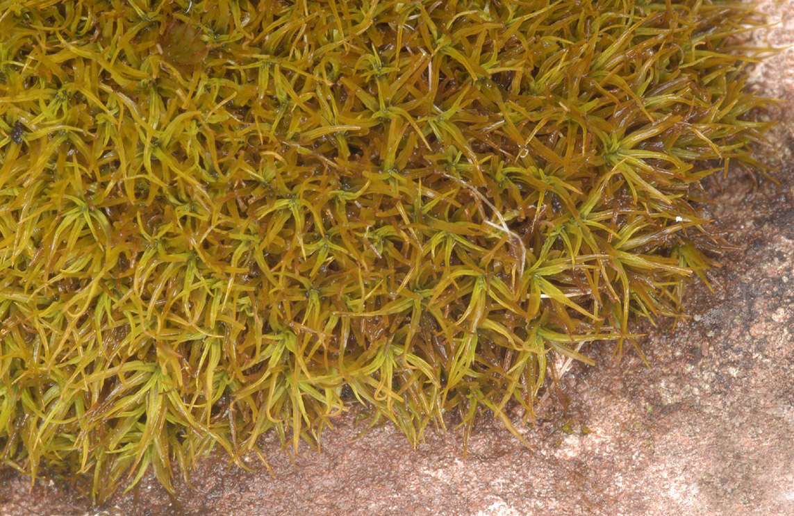 Image of tortured tortella moss