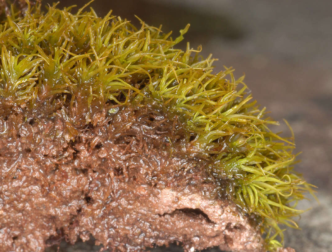 Image of tortured tortella moss