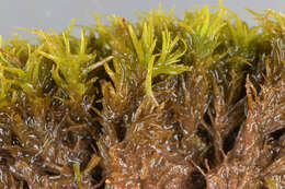 Image of tortured tortella moss