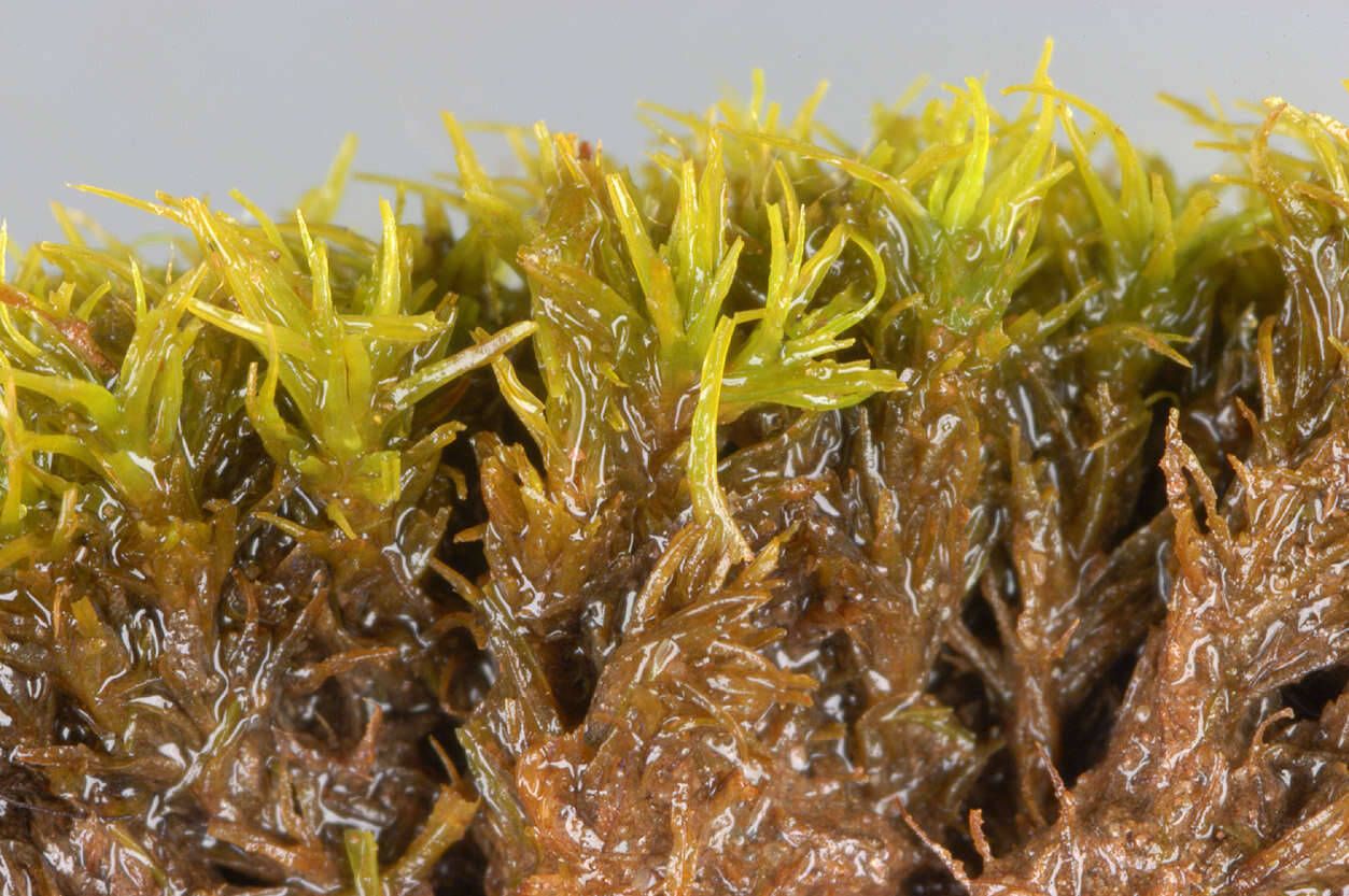 Image of tortured tortella moss