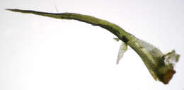Image of tortured tortella moss