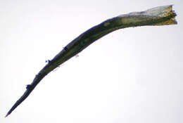 Image of tortured tortella moss