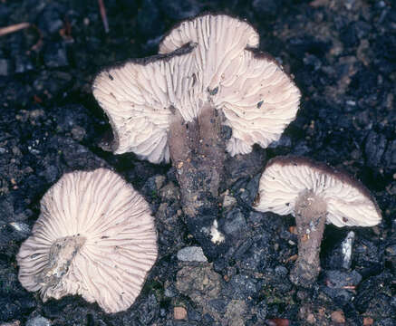 Image of Tephrocybe anthracophila (Lasch) P. D. Orton 1969