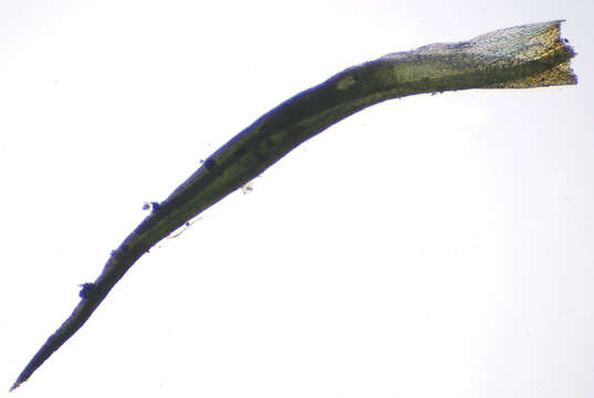 Image of tortured tortella moss