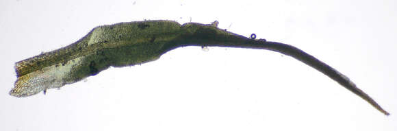 Image of tortured tortella moss