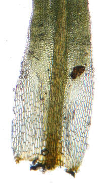 Image of tortured tortella moss