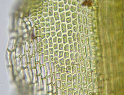 Image of tortured tortella moss