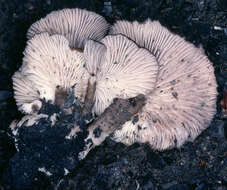 Image of Tephrocybe anthracophila (Lasch) P. D. Orton 1969