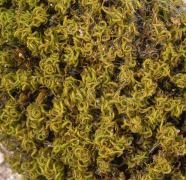 Image of tortured tortella moss