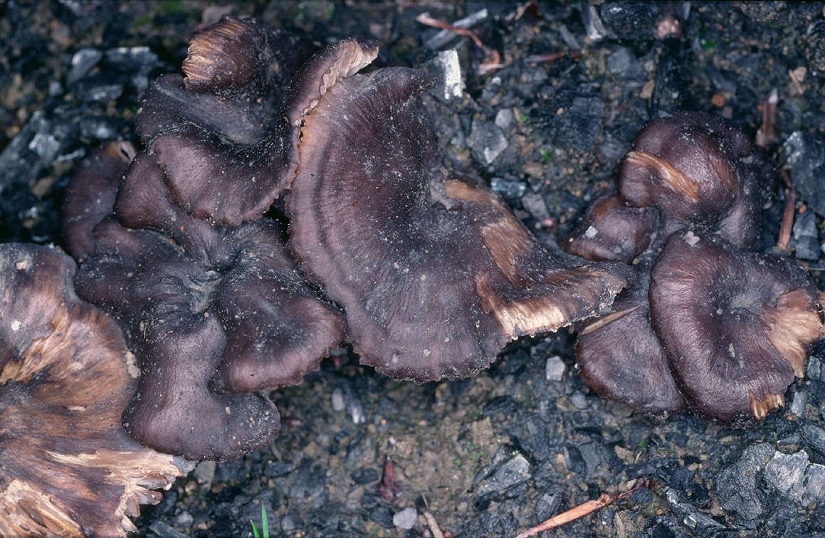 Слика од Tephrocybe anthracophila (Lasch) P. D. Orton 1969