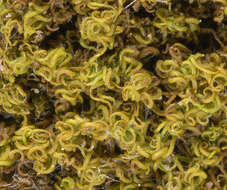 Image of tortured tortella moss